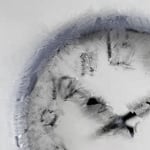 150x150-Sycamore