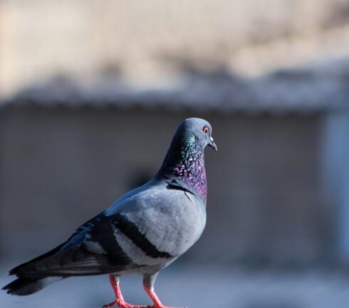 How To Keep Pigeons Away From Your Balcony