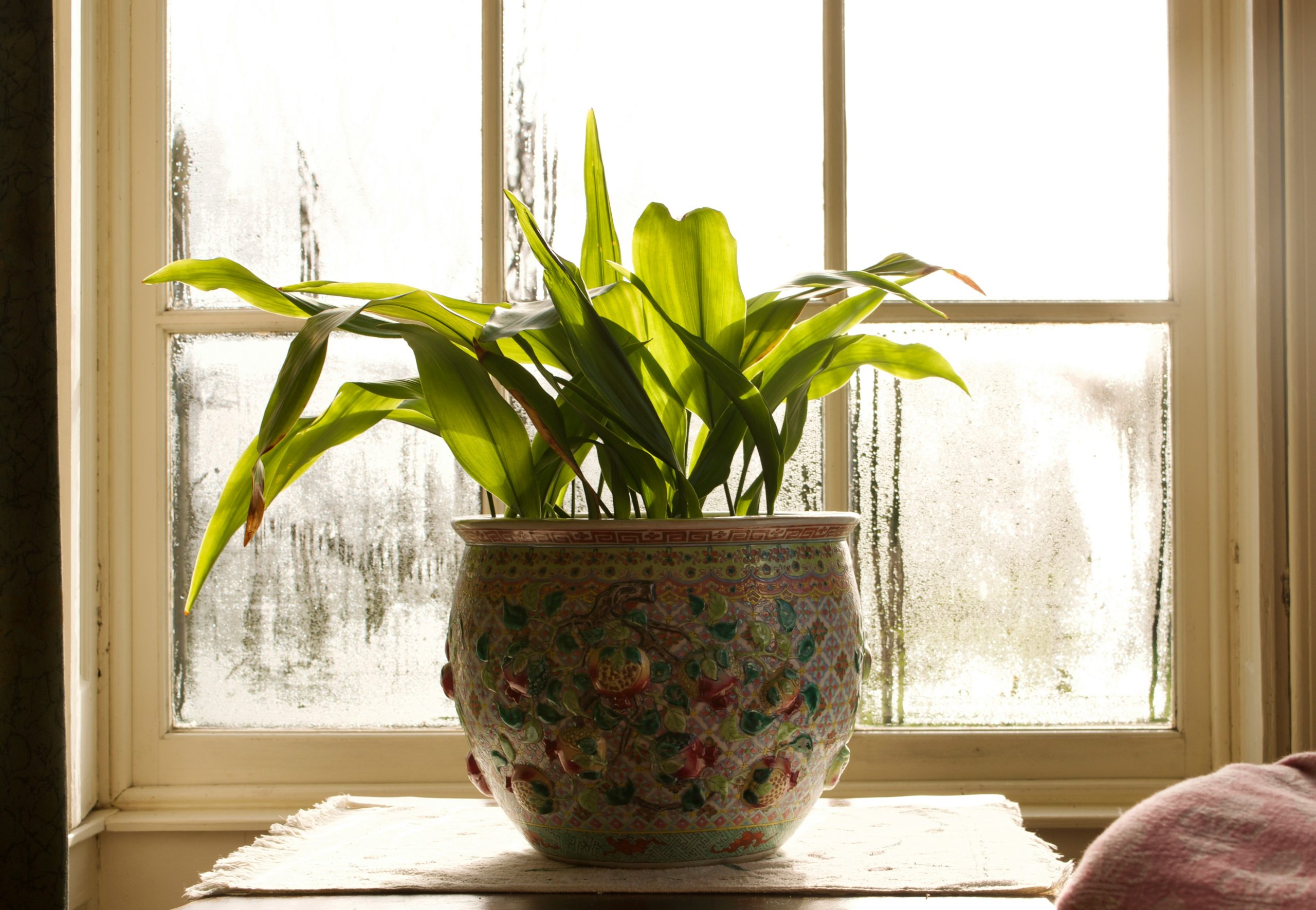 Potted plant in front of a glass window covered in condensation