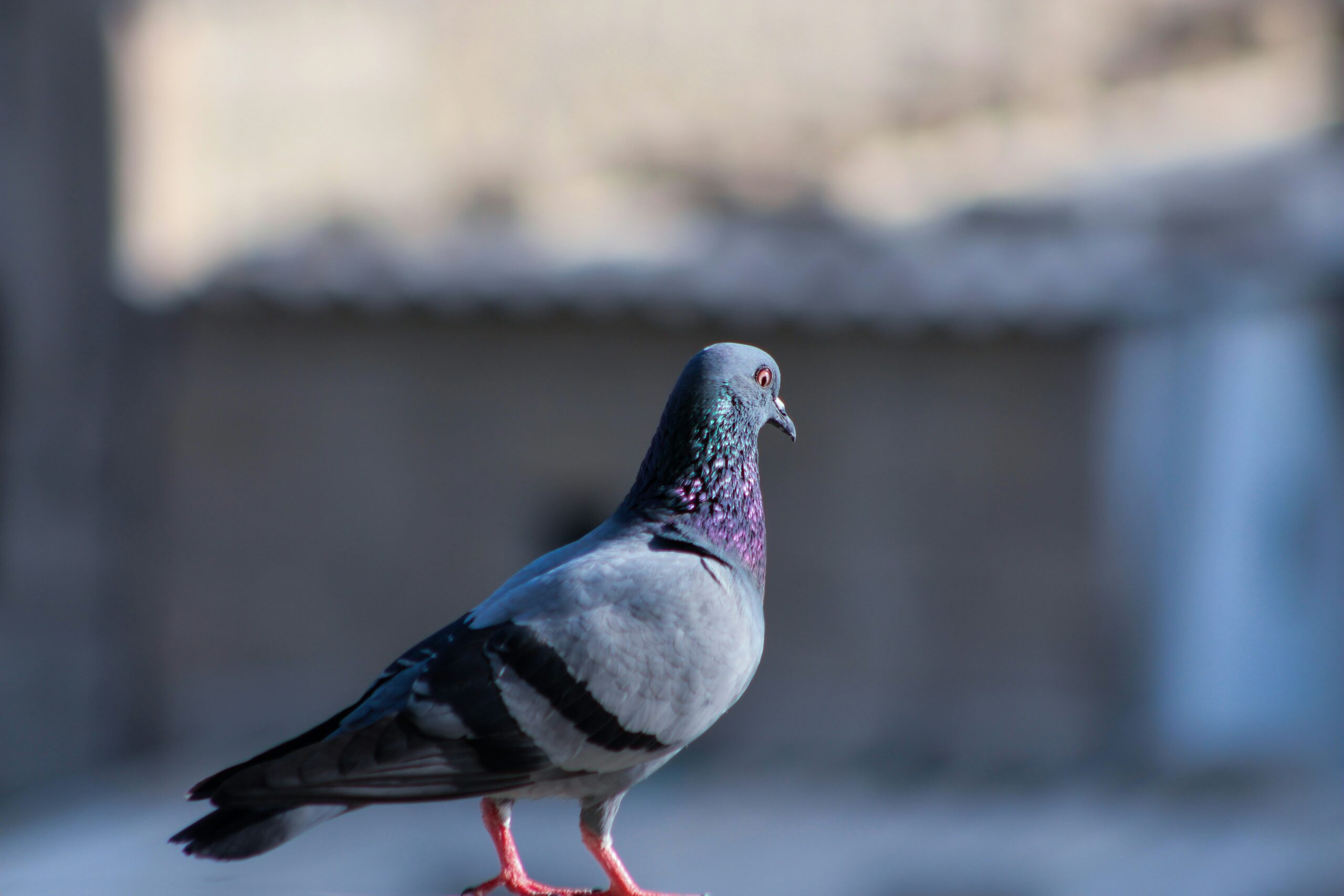 Pigeon standing on floor of balcony looking away from camera